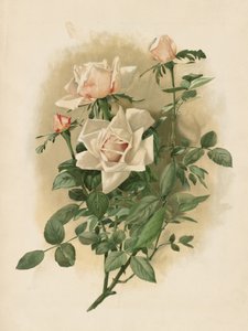 Duchesse De Vallombrosa Rosen