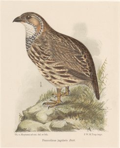 Rebhuhn (francolinus jugularis) von Theo van Hoytema