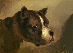 Bulldoggenkopf