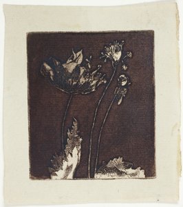 Letzte Mohnblumen