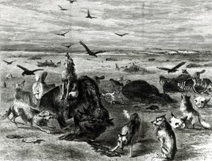 Schlachtung von Büffeln auf den Ebenen, aus Harpers Weekly 1872