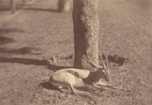 [Gazelle liegt an einem Baum]