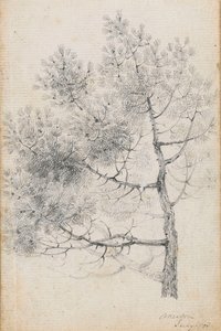 Studie einer Kiefer in Merton (recto) von Thomas Baxter