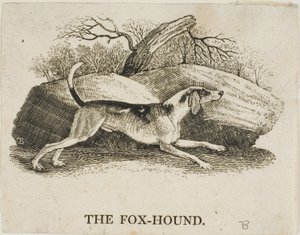 Fuchshund von Thomas Bewick
