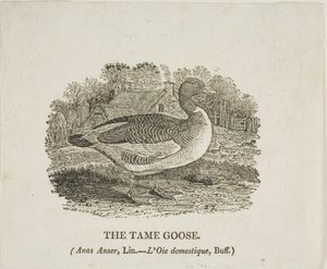 Zahme Gans