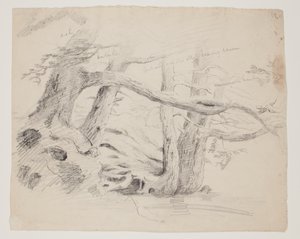 Eichen- und Hemlockbäume von Thomas Cole