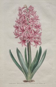 Das Botanische Magazin oder Der Blumengarten: Gartenhyazinthe (1806) von Thomas Curtis