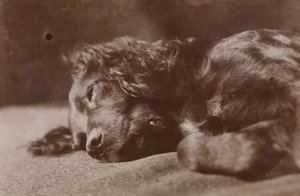 Boyce, Porträt eines Setterhundes von Thomas Eakins
