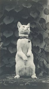 Katze im Hof von Eakins