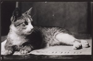 Die Katze von Mrs. Thomas Eakins von Thomas Eakins