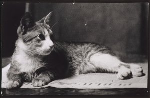Die Katze von Mrs. Thomas Eakins, um 1880-1890