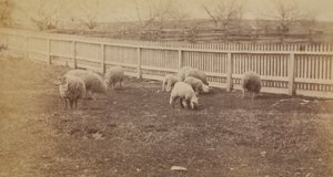 Schafe auf einer Weide auf der Farm in Avondale, PA