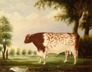 Mina, Ein vierjähriger Shorthorn-Bulle auf einer Wiese von Thomas Freebairn Wilson