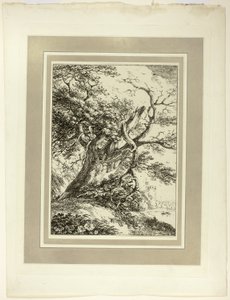 Alter Baum, aus der ersten Ausgabe von Specimens of Polyautography von Thomas Hearne