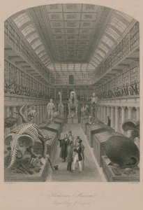 Hunterian Museum, Royal College of Surgeons, London von Thomas Hosmer Shepherd