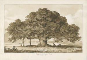 Blithfield - Bettler-Eiche: Sepia-Zeichnung, 1837 von Thomas Peploe Wood