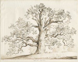 Blithfield - Squitch Eiche (1837)