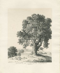 Shugborough Park - Esche: Feder- und Tintenzeichnung von Thomas Peploe Wood
