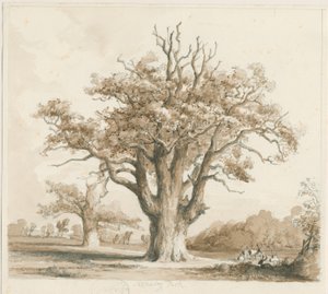 Teddesley Hall - Eichenbäume: Bleistift- und Tuschzeichnung, undatiert [Nov 1842]