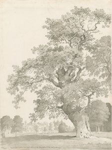 Tixall - Eiche von Thomas Peploe Wood