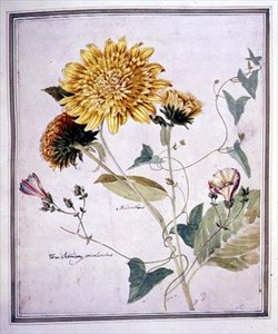 Helianthus und Convolvulus