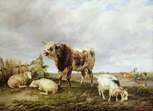 Rinder auf der Wiese