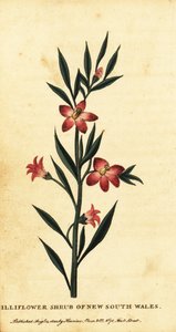 Nelkenstrauch von New South Wales von Thomas Watling