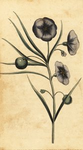 Kartoffelapfelblüte von New South Wales, Australien, 1800 (Gravur)