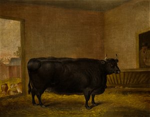 Ein Preisbulle: Eine fette Kerry-Kuh von Thomas Weaver