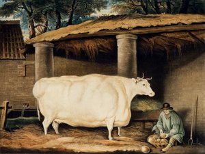 Ein kurzgehörntes Rind, graviert von William Ward, Dartington, 1811