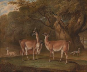 Lamas und ein Fuchs in einer bewaldeten Landschaft von Thomas Weaver