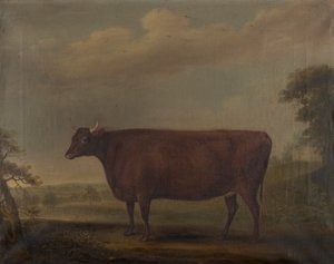 Rote Devon-Kälber in der Landschaft von Thomas Weaver