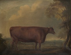 Rote Devon-Kälber in der Landschaft von Thomas Weaver