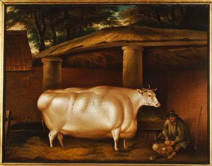 Die weiße Färse, die reiste, mit einem Mann, der Rüben in einem Stallhof schneidet von Thomas Weaver