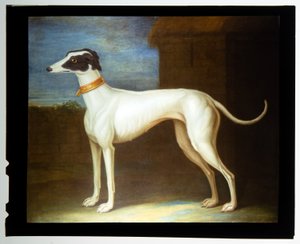 Ein Lieblingswindhund von Thomas of Pall Mall Butler