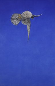 Der Korkenzieher-Stoop; Wanderfalke von Tim Hayward