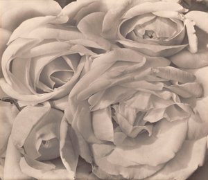 Rosen, Mexiko von Tina Modotti von Tina Modotti