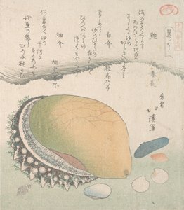 Awabi-Ohrmuschel und verschiedene Muscheln, 19. Jahrhundert