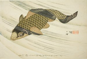 Karpfen schwimmt stromaufwärts