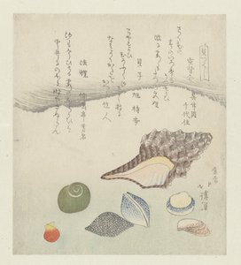 Reflexionsmuschel, Elfenbeinschnecke und Tritonschnecke (Eine Serie von Muscheln)