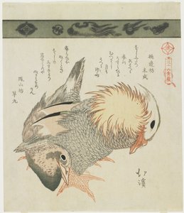 Mandarinente und Erpel, ca. 1830
