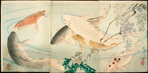 Karpfen mit Glyzinien von Tsukioka Yoshitoshi
