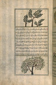 Ein Weihrauchbaum über einem Mandelbaum, nach einem Traktat von Zakariya ibn Muhammad al-Qazwini von Turkish School