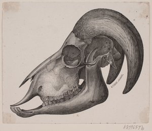 Tierkran mit Hörnern