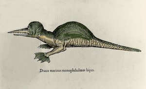 Darstellung eines Meeresdrachen. Tafel eines Naturgeschichtsmanuskripts von Ulisse Aldrovandi (1522-1605) über Monster von Ulisse Aldrovandi