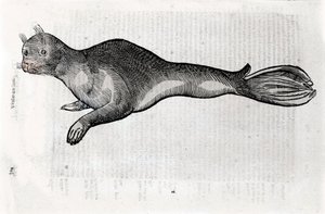 Darstellung einer Robbe. Platte illustriert aus einem Manuskript der Naturgeschichte von Ulisse Aldrovandi (1522-1605), Ulisse Aldrovandi Fonds, Universitätsbibliothek Bologna, ed. 1603. von Ulisse Aldrovandi