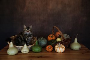 Gemütliche Katze Ernteauslage von Ummu Nisan Kandilcioglu