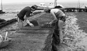 Ostregrower in Vendee, August 1974 von Unbekannt