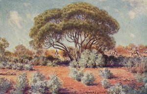 Ein fruchtbarer Fleck in Zentral-Australien, 1923