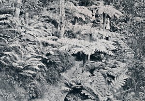 Ein Wald von Baumfarnen, Leura, Blue Mountains, um 1900 von Unbekannt